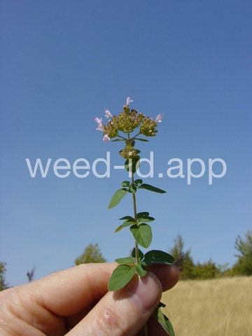 marjoram, wild